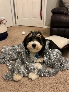 F1 Mini Aussiedoodle Phoebe of Ivy & Riggs